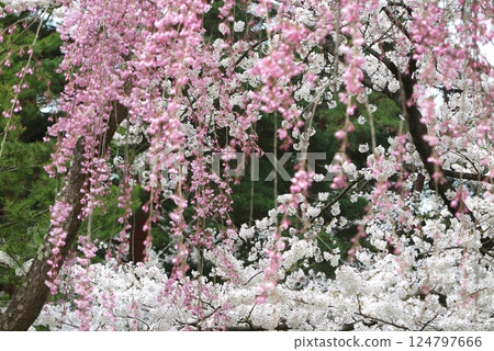 城公園一角,紅色垂枝櫻花與白色櫻花盛開 城公園一角,紅色垂枝櫻花與白色櫻花盛開 124797666
