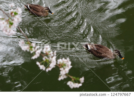 兩隻鴨子在護城河水面上游泳（失焦的櫻花樹枝，往下看） 124797667