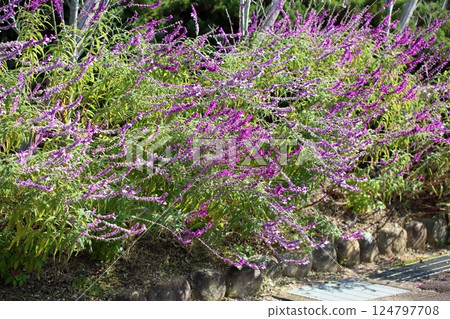 清新的白花鼠尾草花 清新的白花鼠尾草花 124797708