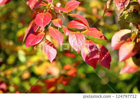 Vivid autumn leaves Blueberry leaves 124797712