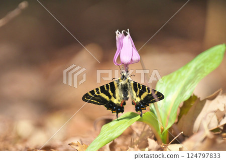 Gift butterfly Gift butterfly 124797833