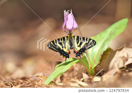 Gift butterfly Gift butterfly 124797834