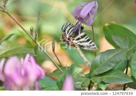 Gift butterfly Gift butterfly 124797839