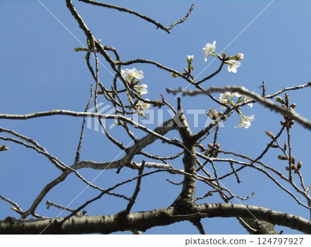 小島花園的櫻花盛開 124797927