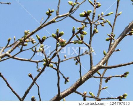 Cherry blossoms still in bud at the Kojima Flower Garden 124797933