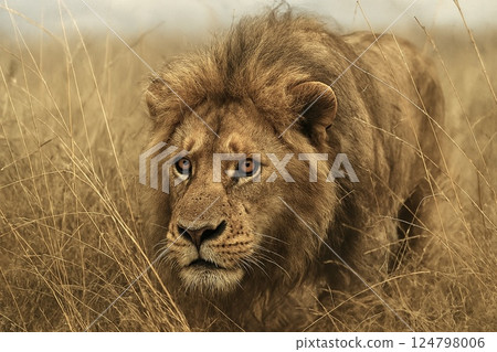 Male lion hunting prey, African savanna Male lion hunting prey, African savanna 124798006
