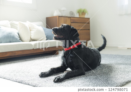 Sitting dog 124798071