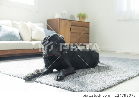 Sitting dog 124798073