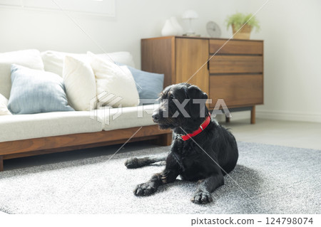 Sitting dog Sitting dog 124798074