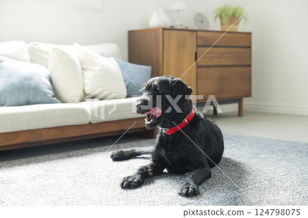 坐狗 坐狗 124798075