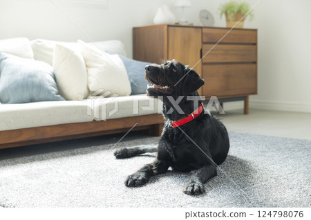 Sitting dog 124798076