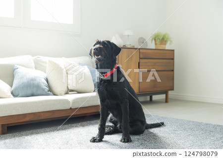 Sitting dog 124798079