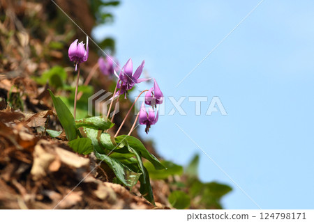 陡坡上盛開的紫羅蘭 陡坡上盛開的紫羅蘭 124798171