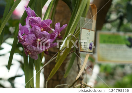 purple banda purple banda 124798366