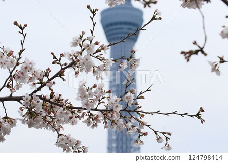 染井吉野和晴空塔 124798414