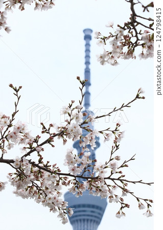 Somei Yoshino and Sky Tree Somei Yoshino and Sky Tree 124798415