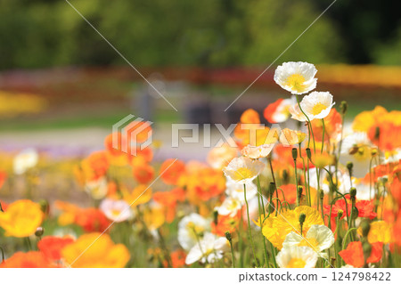 冰島罌粟 1342 124798422