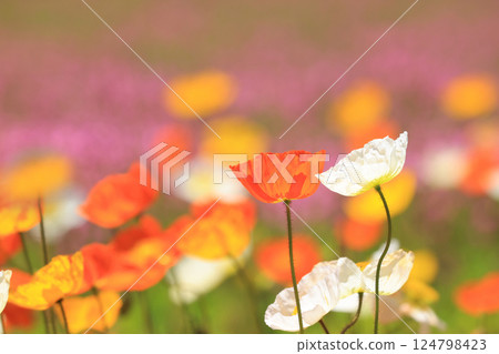 冰島罌粟 1375 124798423