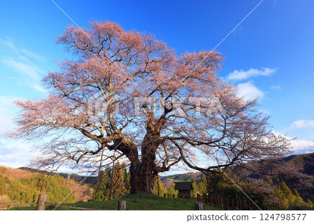 Daigo Sakura 8892 124798577
