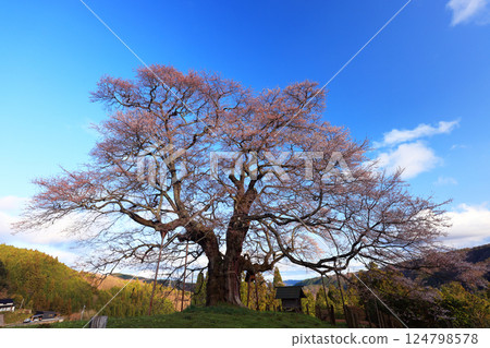 Daigo Sakura 8897 124798578