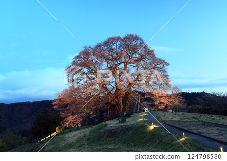 醍醐櫻花 8912 124798580