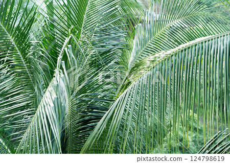 Tropical palm leaves form a dense, green pattern typical of Thailand's jungles. 124798619