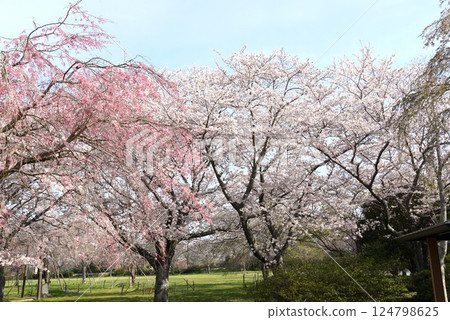 城山公園櫻花節,盛開的櫻花在藍天映襯下格外引人注目 城山公園櫻花節,盛開的櫻花在藍天映襯下格外引人注目 124798625