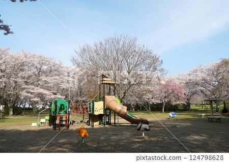 城山公園櫻花節，盛開的櫻花在藍天映襯下格外引人注目 124798628