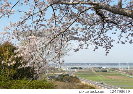 The cherry blossoms in full bloom stand out against the blue sky at the Shiroyama Park Cherry Blossom Festival The cherry blossoms in full bloom stand out against the blue sky at the Shiroyama Park Cherry Blossom Festival 124798629