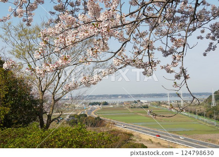 The cherry blossoms in full bloom stand out against the blue sky at the Shiroyama Park Cherry Blossom Festival The cherry blossoms in full bloom stand out against the blue sky at the Shiroyama Park Cherry Blossom Festival 124798630