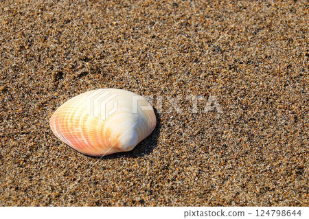[Juso, Aomori Prefecture] Sandy beach and shells 124798644