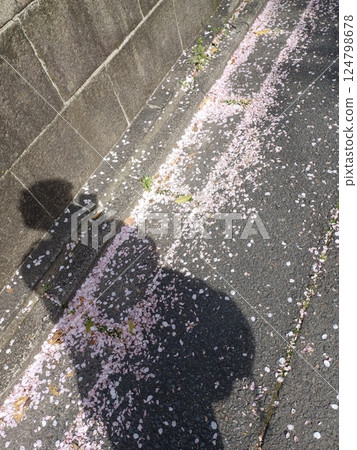 櫻花飄落 124798678