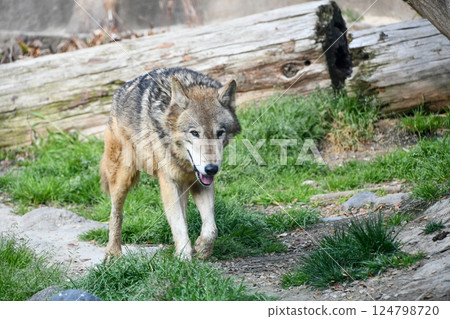 Shinlin Wolf 124798720