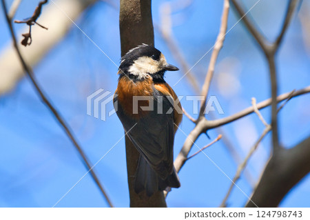 Profile of a Varied Tit Against a Blue Sky 124798743