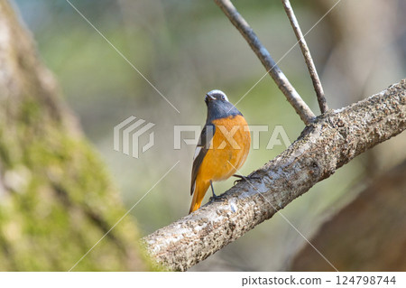 Yobitaki堅持分支機構 Yobitaki堅持分支機構 124798744