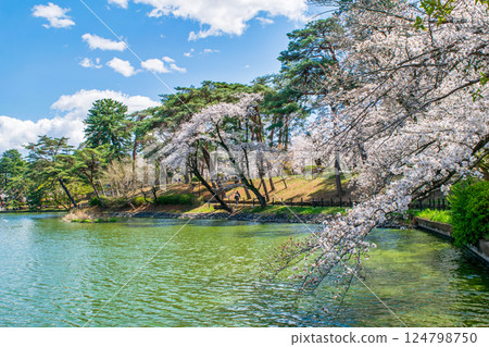 Saitama Prefecture, Saitama City, Omiya Park, Boat Pond, Cherry blossoms in full bloom 124798750