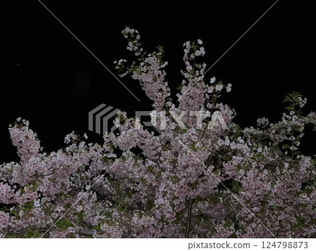 Cherry blossoms blooming in the pitch black night, part 2 124798873
