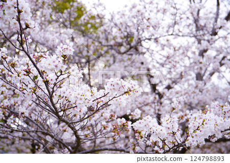 櫻花盛開 124798893