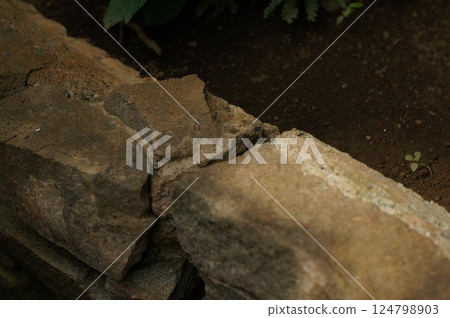 Bricks and sprouts 124798903
