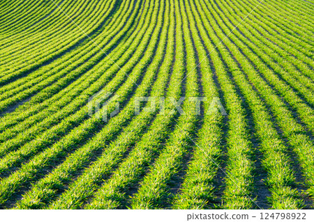 Beautiful rows of autumn-sown wheat in Hokkaido in April 124798922