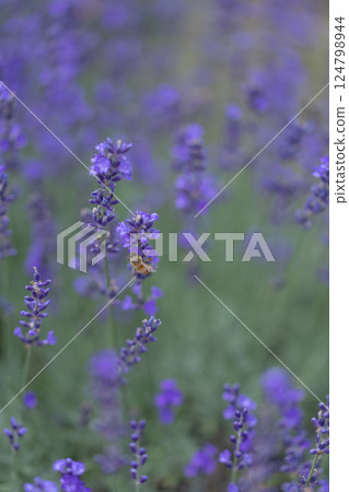 蜜蜂在薰衣草田裡飛翔 124798944