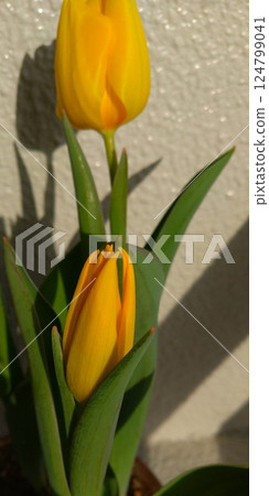 黃色鬱金香 黃色鬱金香 124799041