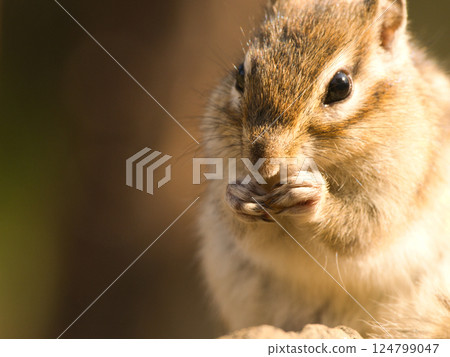 Squirrel eating a nut 124799047