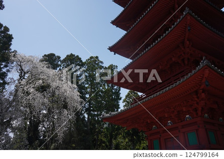 Weeping cherry blossoms in full bloom at Kuonji Temple on Mount Minobu and the view from the top of the ropeway 124799164