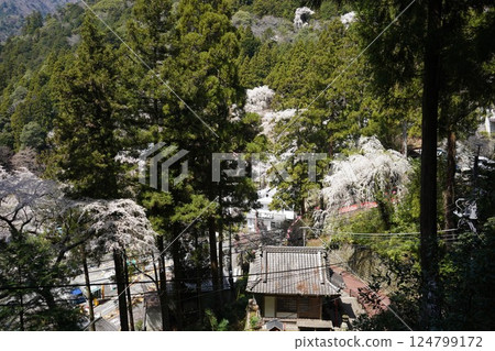 身延山久遠寺盛開的垂枝櫻花和從纜車山頂看到的景色 身延山久遠寺盛開的垂枝櫻花和從纜車山頂看到的景色 124799172