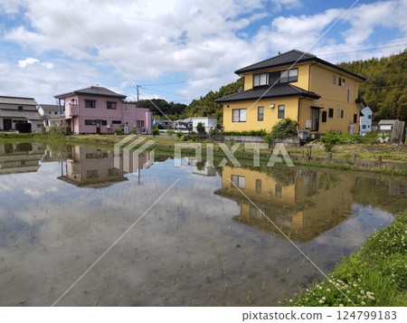 Reflection photo of rice paddy 124799183