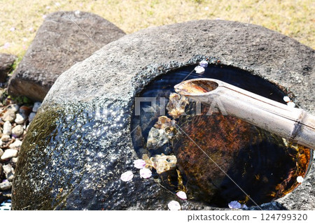 A spring stroll through a stone basin with floating cherry blossom petals A spring stroll through a stone basin with floating cherry blossom petals 124799320