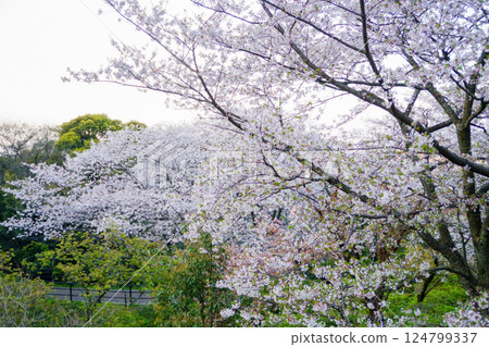 福岡市中央區西公園的染井吉野櫻花盛開 124799337