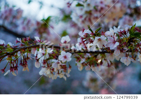 染井吉野櫻花樹枝和花瓣 染井吉野櫻花樹枝和花瓣 124799339