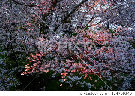 點燈的吉野櫻花盛開 124799340